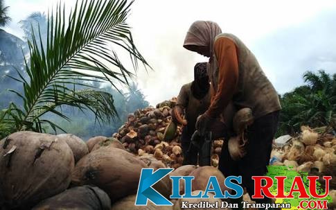 Harga Kelapa Tak Kunjung Memberikan Kabar Baik, Petani di Inhil Menjerit