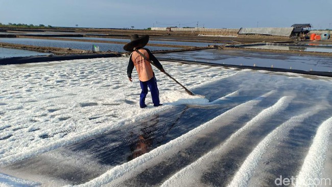 Senyum Petani Garam Saat Panen Melimpah Ruah