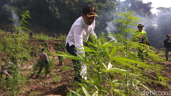 Pemakaian Ganja Bisa Jadi Butuh Dosis Obat Bius Lebih Besar Saat Operasi