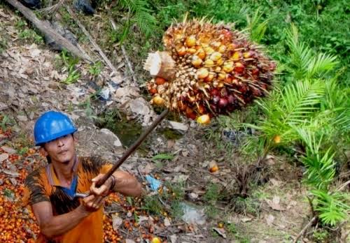 Pemprov Riau Mendukung Moratorium Perizinan Perkebunan Sawit