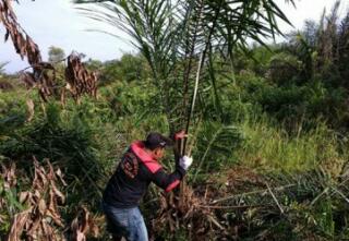 BBKSDA Musnahkan 120 Kelapa Sawit di Taman Nasional Zamrud