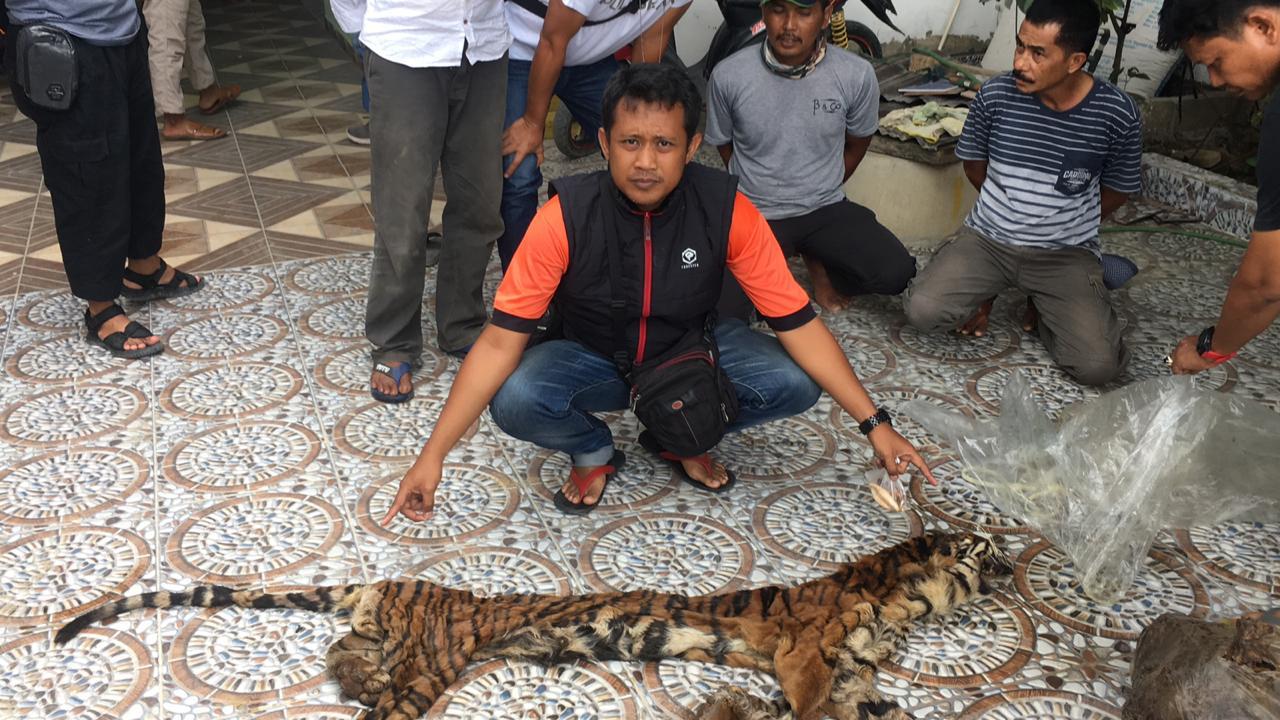 Pengungkapan Kasus Perdagangan Kulit dan Organ Harimau Sumatera di Indragiri Hulu Oleh Polda Riau