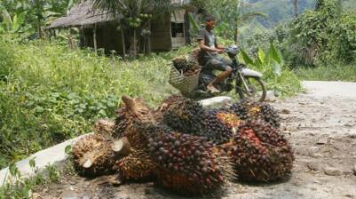 Syukur Alhamdulillah, Sepekan ke Depan Harga Sawit Riau Naik