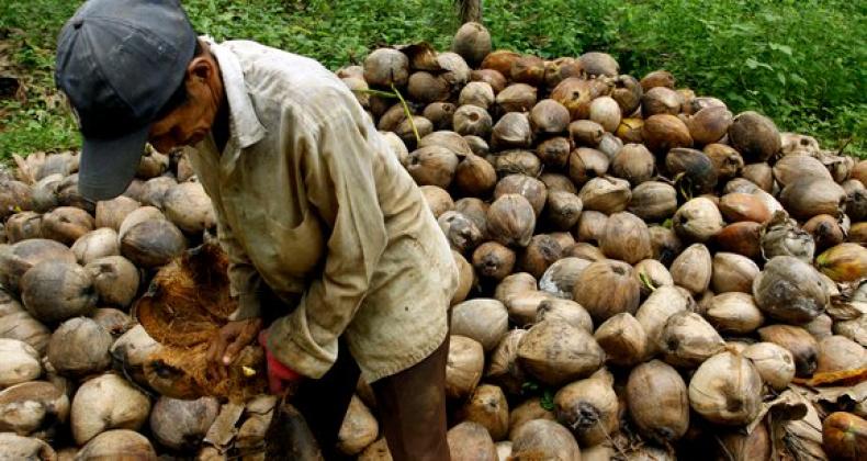 Terkait Harga Kelapa di Inhil, Perpekindo: Pemkab Inhil Harus Gelar Diskusi Satu Meja