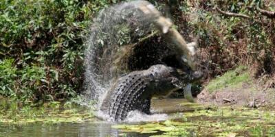 Bermain di Sungai, Bocah 5 Tahun di Inhu Hilang Diterkam Buaya