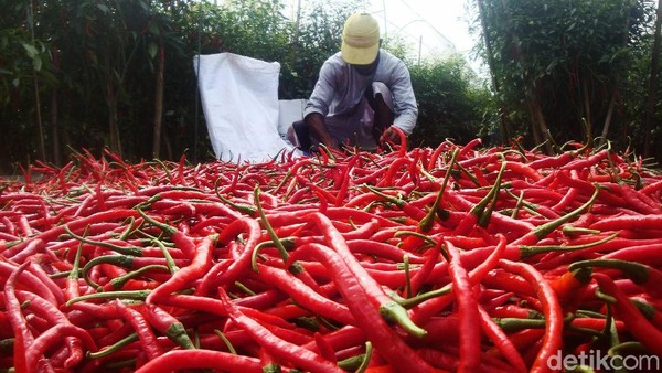 Pasokan Tersendat, Cabai Merah Langka