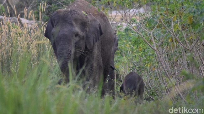 Gajah Liar di Riau Akan Dipasang GPS, untuk Hindari Konflik dengan Manusia