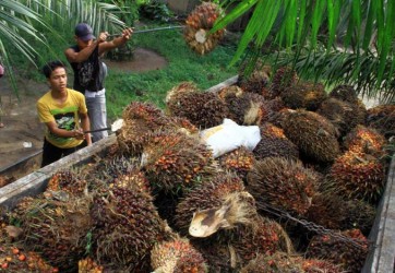 Harga TBS Kelapa Sawit Naik