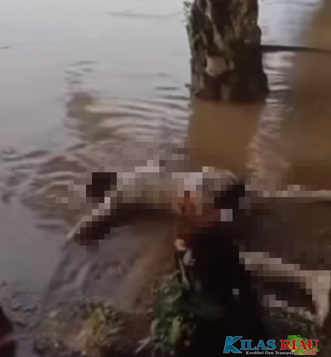 Jenazah Tanpa Identitas Ditemukan Warga Mengapung di Aliran Sungai Batang Kuantan