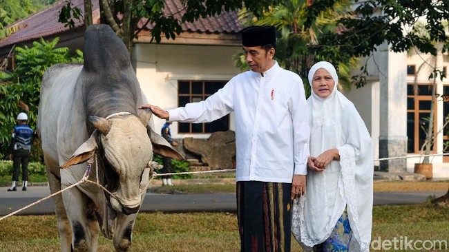 Usai Salat Idul Adha, Jokowi Kurban Sapi