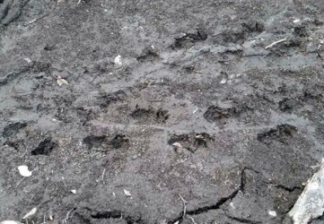 Warga Pelalawan Was was, Temukan Jejak Kaki Harimau di Lokasi Karhutla