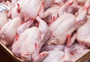 Mulai Turun Harga Ayam Ras dan Ayam Kampung