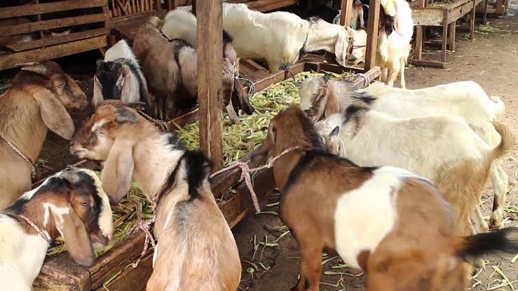 Ternyata Kambing Bisa Membaca Emosi Manusia