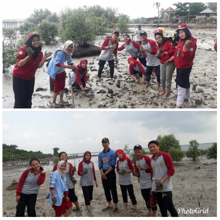 Mahasiswa Kukerta UR Menanam Mangrove di Pantai Tanjung Motong, Desa Permai 