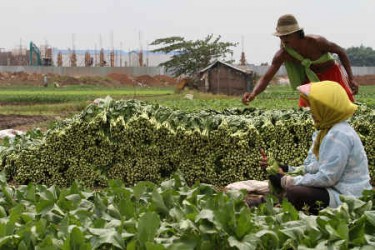 Awal Tahun Ini , Petani Riau Masih Defisit