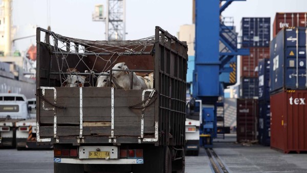 Perjanjian Ekonomi RI-Australia, Impor Sapi bakal Bejibun?