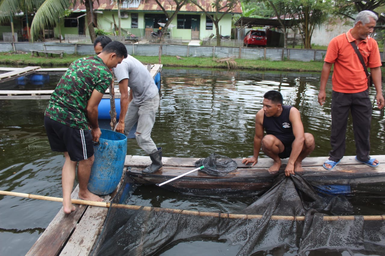 Anggota Kodim Inhil Lakukan Panen Pertama di Keramba Apung Kolam Makodim Inhil