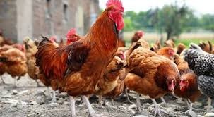 Harga Ayam Kampung Juga Mulai Naik