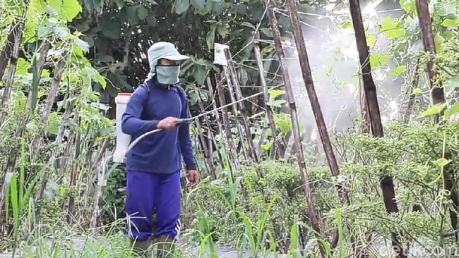 Wow, Petani Racik Pestisida Organik Ekonomis dan Ramah Lingkungan