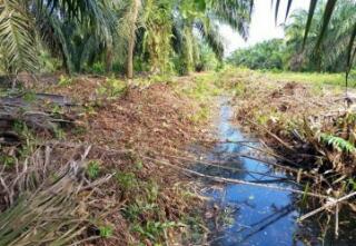 Lahan Gambut Diolah Warga Siak akan Menerapkan Aerohydro Culture