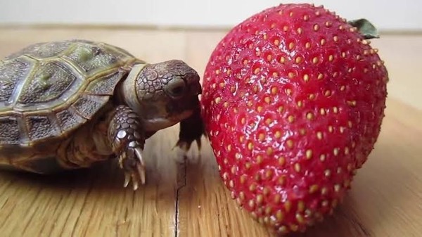 Aksi Bayi Kura-kura Saat Berusaha Gigit Strawberry 'Raksasa' Lucunya