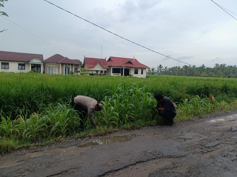 Polsek Sungai Batang Manfaatkan Pekarangan Kantor untuk Tanam Jagung dan Padi