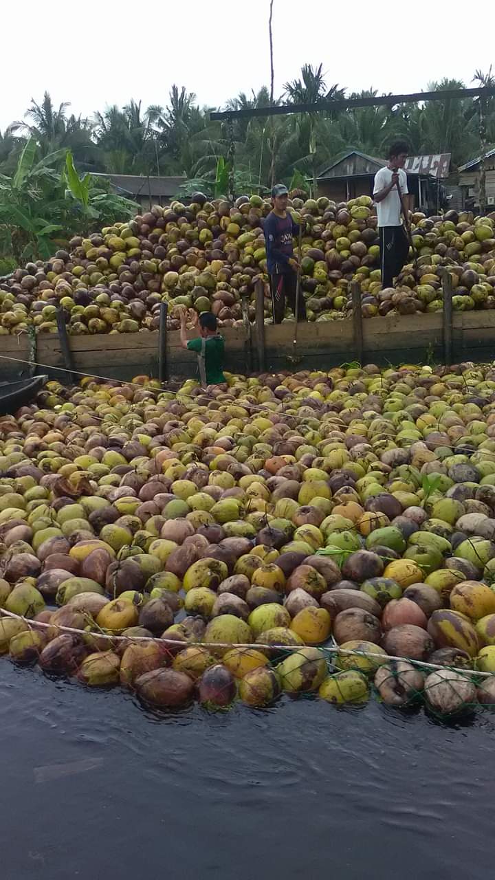 Aktivitas Petani Kelapa di Kecamatan Tembilahan Hulu Saat Panen Kelapa