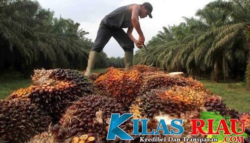 TBS Kelapa Sawit Petani di Riau Hanya Dibeli Rp900 per Kilogram