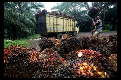 Harga TBS Sawit Riau Kembali Turun