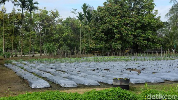 Melihat Perusahaan Cara Bikin Lahan Tambang Kembali Subur