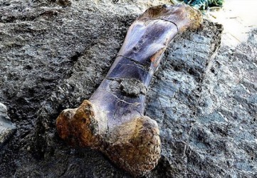 Ditemukan Tulang Dinosaurus Terbesar di Prancis
