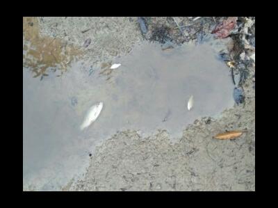 Sungai Kiyab Tercemar di Bandar Seikijang Pelalawan