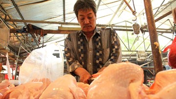 Pemerintah Mencari Tahu Penyebab Anjoloknya Harga Ayam
