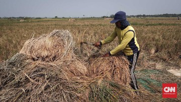 Amran mengklaim Aturan Batas Edar Varietas Lindungi Petani