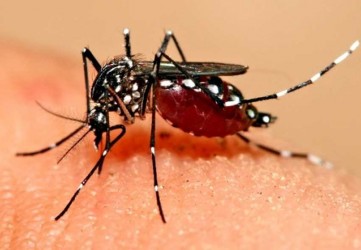 Dua Anak Meninggal karena DBD, Pemerintah Riau Belum Tetapkan Status KLB