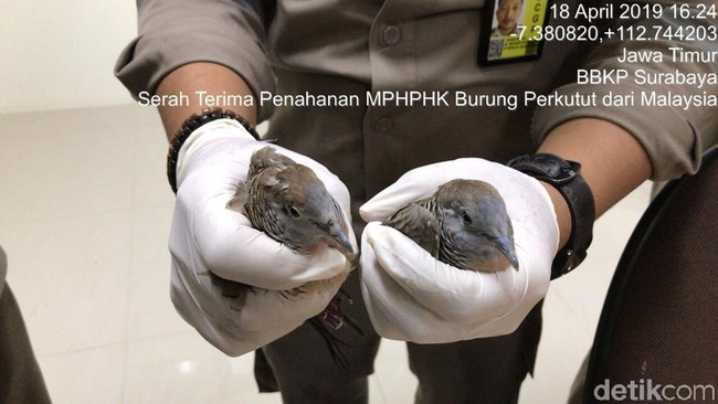 Penyelundupan Burung Perkutut dari Malaysia ke Surabaya Digagalkan
