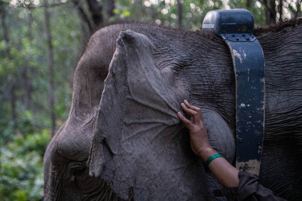 Minimalisir Hal Tak Diinginkan, Hutama Karya Beli 2 Set Kalung GPS  Pantau Pergerakan Gajah