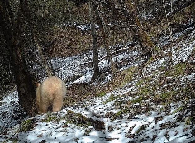 Wah! Panda Albino Pertama Dunia Terlihat Kembali di China