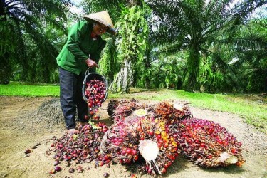 TBS Sawit Riau Dalam Mingguan Ini Naik