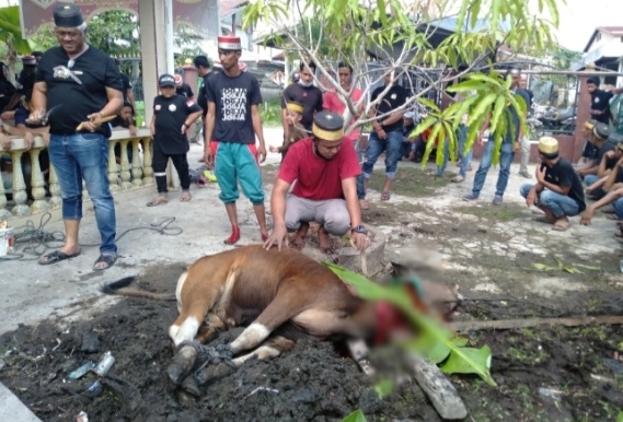 Ikut Merayakan Idul Adha, PAO Kurban Satu Ekor Sapi