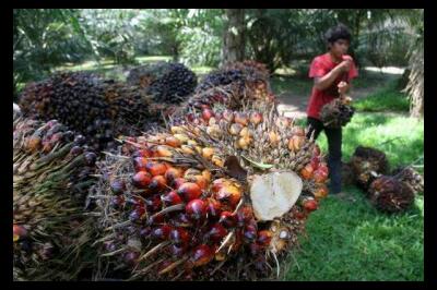 Harga TBS Sawit Merosot Lagi