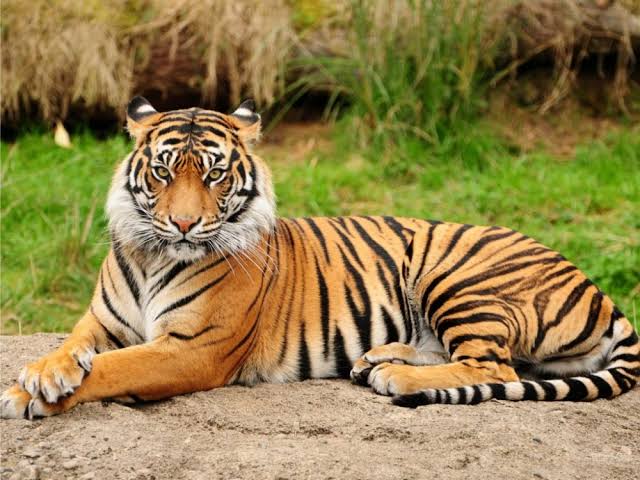 Bonita Harimau Sumatra yang Sempat Memakan korban di Inhil, Akan dilepas Liarkan
