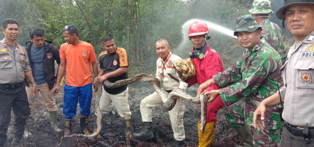 Ular  Phyton Mati Melindungi Telur dan Anaknya Dari Karhutla Riau