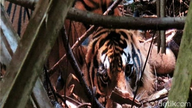 Tim BBKSDA Bersihkan Jerat di Hutan Riau, Cegah Perburuan Satwa Liar