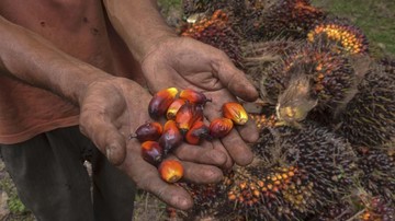 Negosiasi Gagal, RI Siap Menggugat Uni Eropa ke WTO soal Sawit