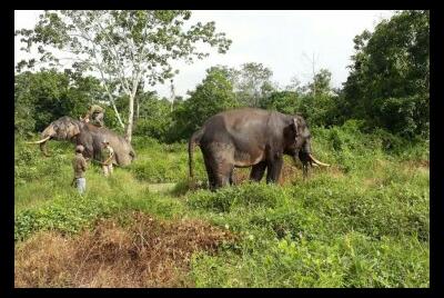 Pahlawan Konservasi, Penggiring Gajah Liar di Peranap