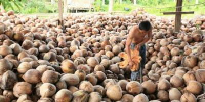 Riau: Pemerintah Klaim Harga Kelapa di Inhil Naik, Petani Malah Mengeluh