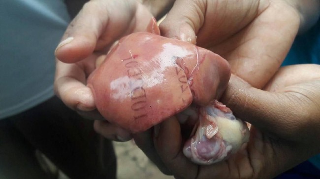 Waoooooo!!! Geger Hati Ayam Bertuliskan Deretan Huruf-Angka di Gereja Kupang