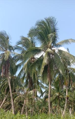 Potret Perkebunan Kelapa di Kecamatan Sungai Batang