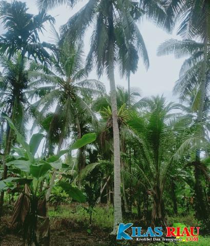 Potret Perkebunan Kelapa di Kecamatan Enok